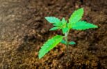 young-cannabis-plant-og-kush-indica-strain-seedling-on-coco-coir-cotyledons-cbd-grow-hemp-medicine_t20_RzOB3N